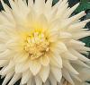 Dahlia 'White Moonlight' - jiřinka (READERS DIGEST VÝBĚR)
