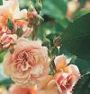 Rosa 'Felicia' - růže (READERS DIGEST VÝBĚR)