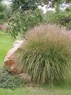 Miscanthus - ozdobnice (PROVOBIS)