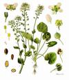 Cochlearia officinalis - lžičník lékařský