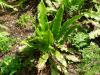 Phyllitis scolopendrium - jelení jazyk