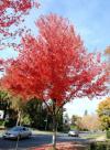 Acer rubrum - javor červený