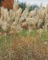 Miscanthus sinensis 'Silberfeder' - ozdobnice čínská (READERS DIGEST VÝBĚR)