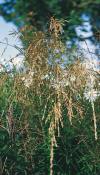 Molinia caerulea subsp. caerulea 'Heidebraut' - bezkolenec modrý pravý (READERS DIGEST VÝBĚR)