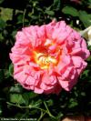  Rosa 'Christopher Marlowe' - růže
