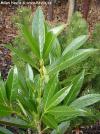 Prunus laurocerasus 'Renault Ace' ® (Renlo) - bobkovišeň lékařská  