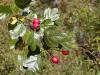 Léky ze zahrady: Crataegus laevigata - hloh obecný