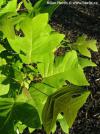 Liriodendron chinense - lyriovník čínský, čínský tulipánovník