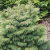 Cryptomeria japonica 'Elegans' - kryptomerie japonská