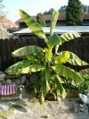 Musa basjoo - mrazuvzdorný banánovník, banánovník Cavendishův