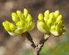 Cornus mas - dřín