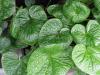 Wasabia japonica - wasabi, japonský křen