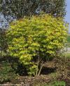 Sambucus racemosa 'Plumosa Aurea ' - bez hroznatý