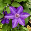 Clematis patens 'The President' - plamének