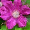 Clematis x jackmanii 'Ernest Markham' - plamének