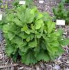 Ginkgo biloba 'Troll' - jinan dvoulaločný