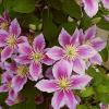 Clematis x jackmanii 'Piilu' - plamének