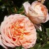 Rosa 'Abraham Darby' - růže