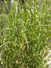 Traviny: Miscanthus sinensis