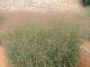 Traviny: Panicum virgatum