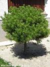 Pinus densiflora 'Alice Verkade' - borovice hustokvětá