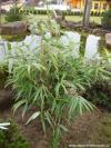Pseudosasa japonica - bambus