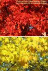 Acer rubrum 'October Glory' - javor červený