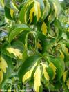 Cornus kousa 'Gold Star' - dřín japonský, svída japonská