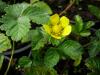 Duchesnea indica - jahodka indická
