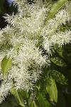 Fraxinus ornus - jasan manový, jasan zimnář