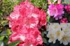 Rododendrony: Rhododendron yakushimanum