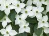 Cornus kousa - svída japonská