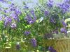 Duranta repens - duranta