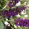 Buddleia davidii 'Black Knight' - komule davidova