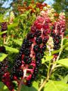 Phytolacca esculenta - líčidlo jedlé (PROVOBIS)