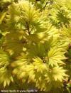 Acer palmatum 'Orange Dream' - javor dlanitolistý