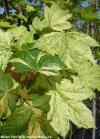 Acer pseudoplatanus 'Leopoldii' - javor klen
