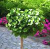 Ginkgo biloba 'Mariken' - jinan dvoulaločný