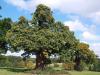 Castanea sativa - kaštanovník setý (TIP ZC CS)