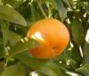 Citrus mitis - pomerančovník zakrslý