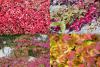 Rostliny s výrazným podzimním zbarvením: Parthenocissus - přísavník
