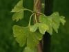 Ginkgo biloba - jinan dvoulaločný