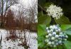 Cornus alba - svída bílá