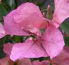 Bougainvillea - bugenvilea