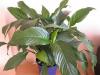 Spathiphyllum wallisii - spatifylum