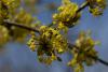 Cornus mas - dřín obecný (PROVOBIS)