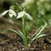 Galanthus - sněženka (PROVOBIS)