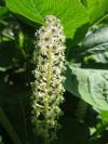 Phytolacca - líčidlo
