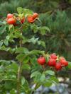 Rosa rugosa - růže svraskalá (PROVOBIS)