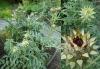 Cynara cardunculus - artyčok kardový